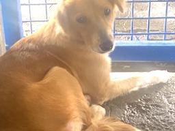 SWEET FEMALE DOG