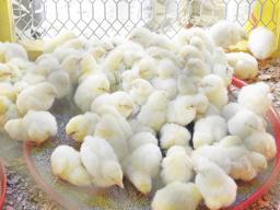 Baby chicks in a cage