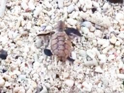 Baby sea turtle making its way to the ocean
