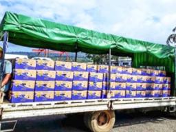 Truck carries bananas for export to the port in Samoa.