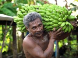 bananas