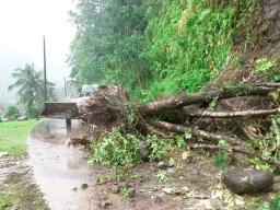 Backhoe clearing large tree that fell across the road
