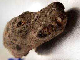 The head of the bat that a traveler said his family had eaten the rest of in Samoa. 