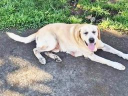 Benny