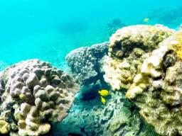 This Sept. 12, 2019 photo shows bleaching coral in Kahala'u Bay in Kailua-Kona, Hawaii