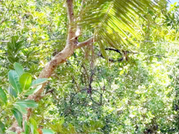 Wires running through trees in Alega