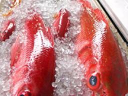 BOTTOM FISH ON ICE