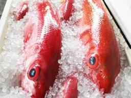 bottomfish on ice