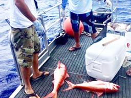 Two men looking at bottom fish on board a boat