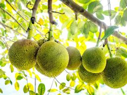 BREADFRUIT