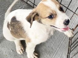 PUPPY READY FOR ADOPTION