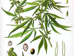 Drawing of a cannabus plant