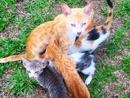 a mother cat with her kittens