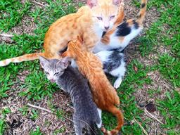 Mother cat with kittens