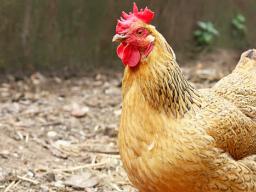 Photo of a chicken
