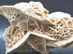 Fossil from American Samoa