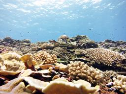 swains island coral reef