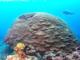 Giant coral in waters of American Samoa