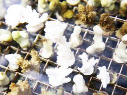 Coral growing in tank at Coconut Island research station, Hawaii