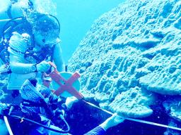 Coral Reef Advisory Group divers