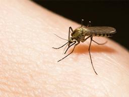 aedes aegypti mosquito