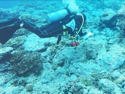 A NOAA diver in Fagatele Bay 