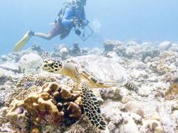 Sam Purkis dives near a hawksbill turtle