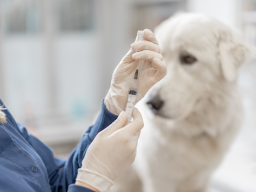 Dog getting vaccinated