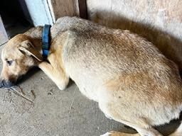 THE dog Raygen 