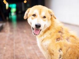 DOG WITH MANGE