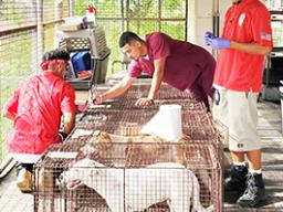 Dogs in wire cages with Spay clinic staff