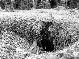 This black and white photo from the 1950s shows the entrance into the main shaft of the Falemauga Caves on Upolu island in Samoa.
