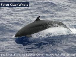 FALSE KILLER WHALE
