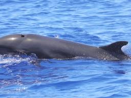 FALSE KILLER WHALE