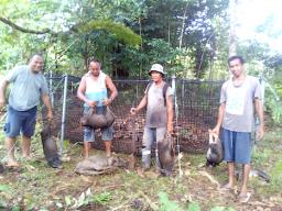 Men with feral pigs they trapped to protect their crops.