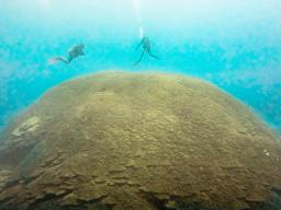 Newly documented massive Porites
