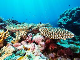 Fogamaa coral assemblage