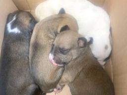 abandoned puppies