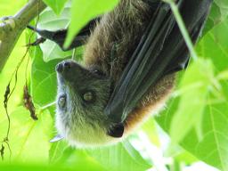 Samoan fruit bat 