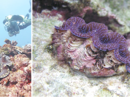 giant clams