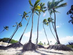 Coconut trees with roots exposed by erosion