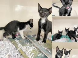 LOTS OF KITTENS