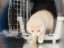 Kitty in carrier crate