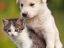 Kitten and puppy