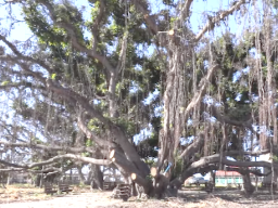 Lahaina banyan tree