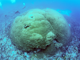 The newly identified and measured Porites sp. colony