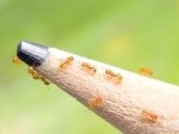 Little Fire Ants shown on tip of a pemcil to show the size.