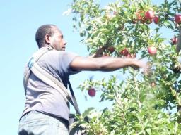 A ni-Vanuatu doing seasonal work in New Zealand