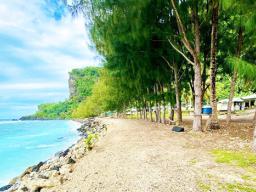 Line of toa trees near the coastline of Faleāsao Village. 