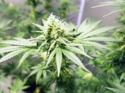 marijuana plants